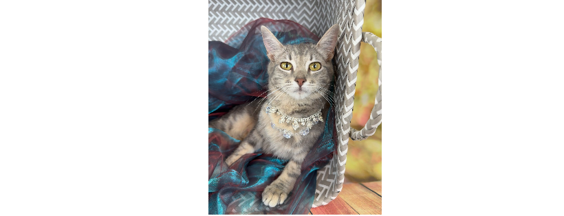 Mission for Paws