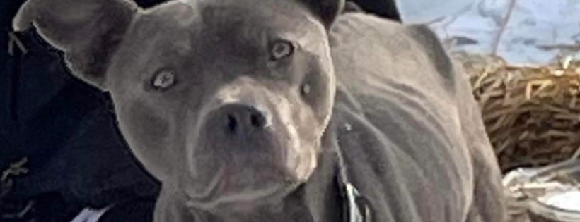 Michigan Pit Bull Education Project