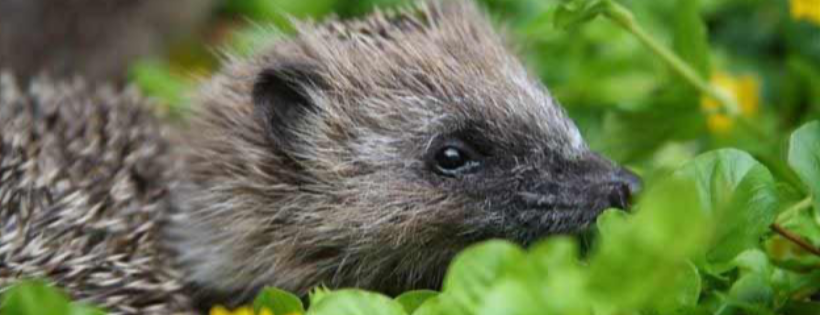 Hedgehog rescue Bristol and South Gloucestershire