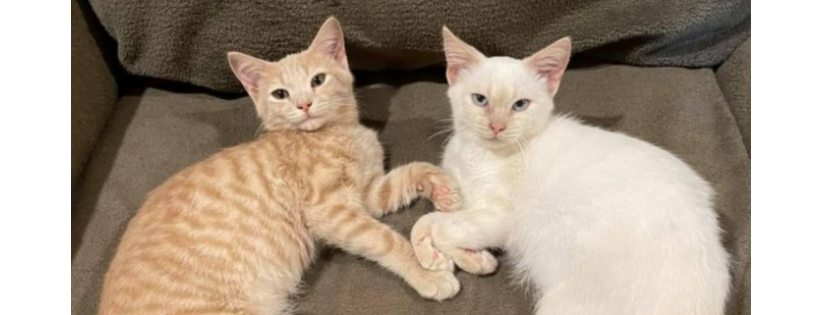 Middleburg Humane Foundation