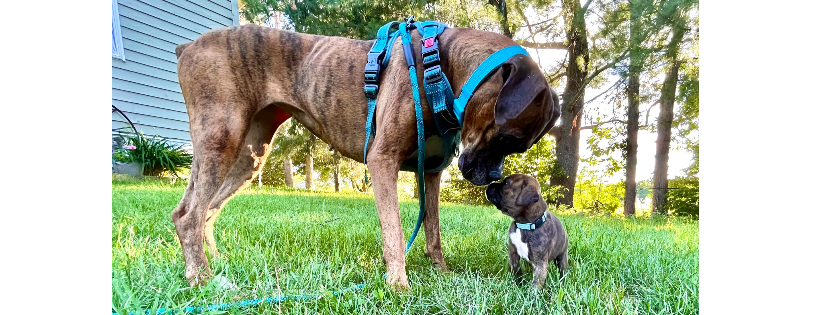 Rejection Collection Boxer Rescue