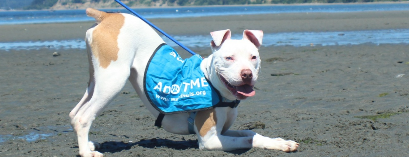 Whidbey Animals' Improvement Foundation (WAIF)