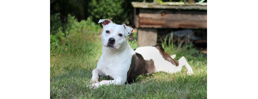 Knick Knack Pittie Pack