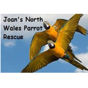 Joans North Wales Parrot Rescue
