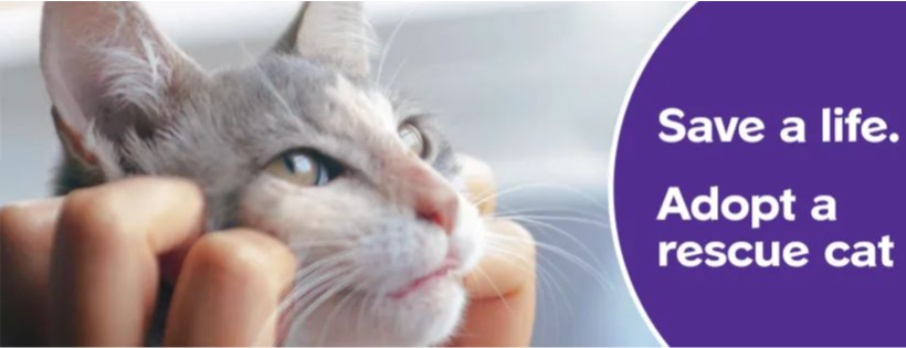 The Cat Sanctuary