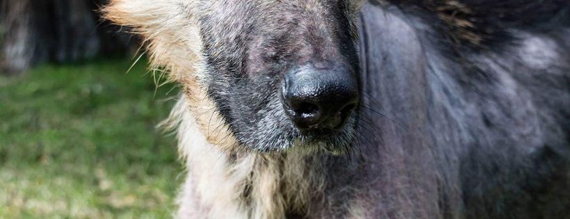 Sweet Shepherd Rescue Australia Inc