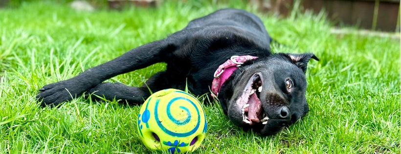 Fulton County Regional SPCA, Inc.