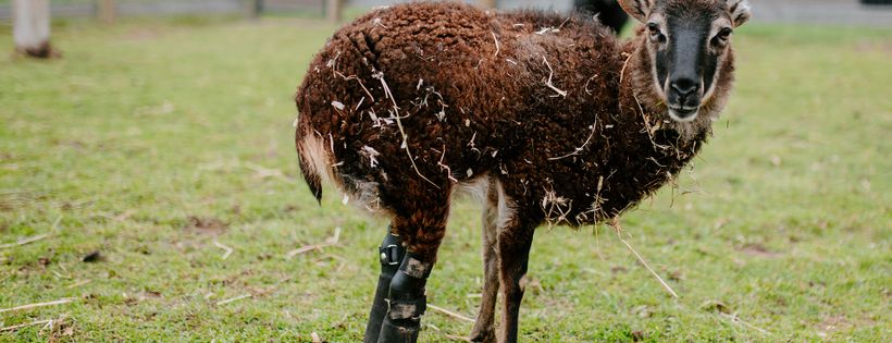 Barn Sanctuary