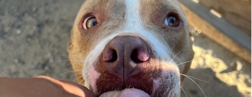 Ozzie and Friends rescue