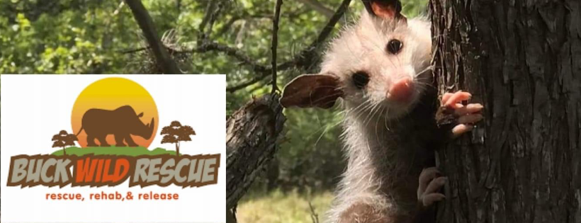 Buck Wild Animal Rescue and Wildlife Rehab