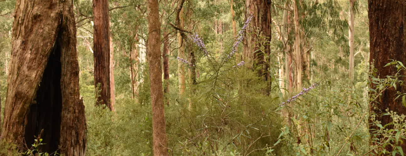 Trust for Nature Victoria