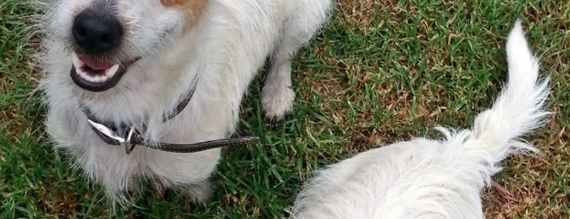 Jack Russell Rescue