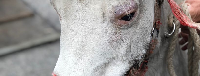 Melbourne Equine Rescue Centre Incorporated
