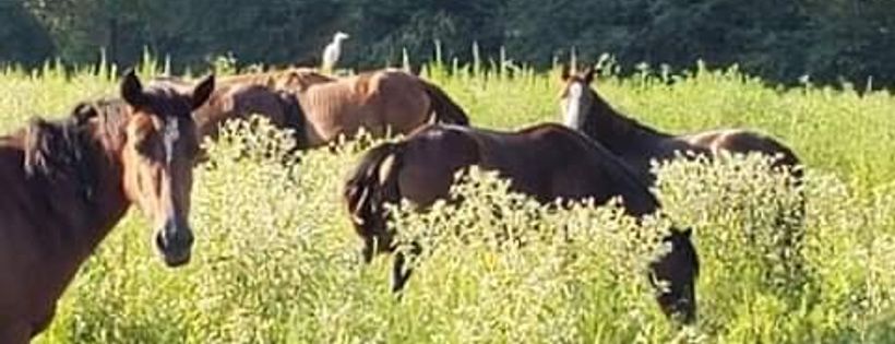 Shawnee Trail Wild Mustang Sanctuary 501c3