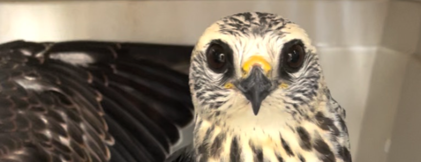 Forest Animal Rescue by Peace River Refuge & Ranch