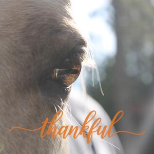 Hiatt Equestrian Rescue & Recreation Logo