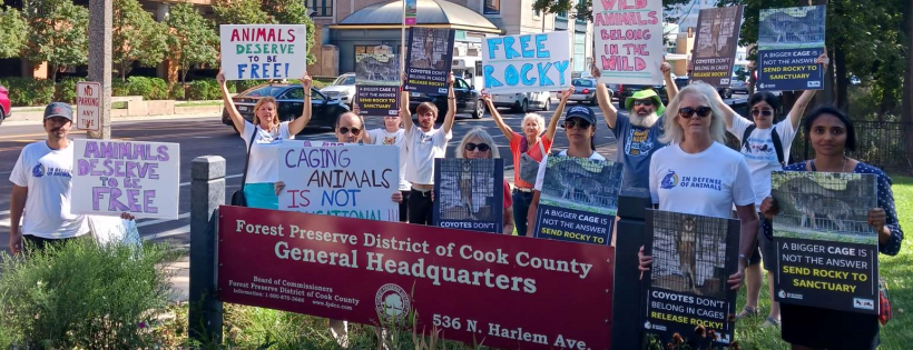 Chicago Alliance for Animals (CAA)