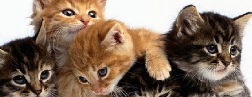 NC Paws Rescue