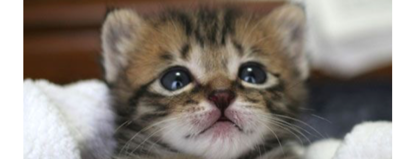 Kitten Rescue Australia Inc