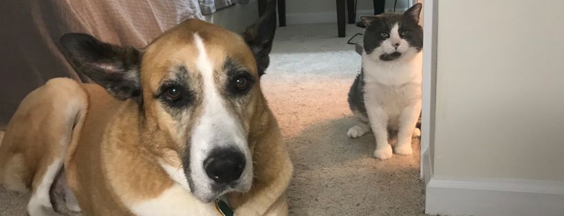 Fancy Cats & Dogs Rescue Team