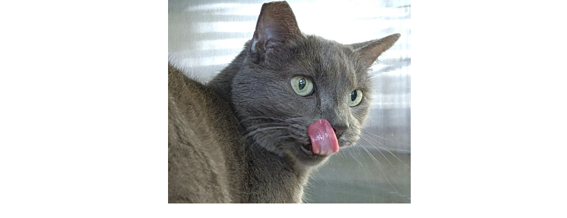 SPCA Cape Breton
