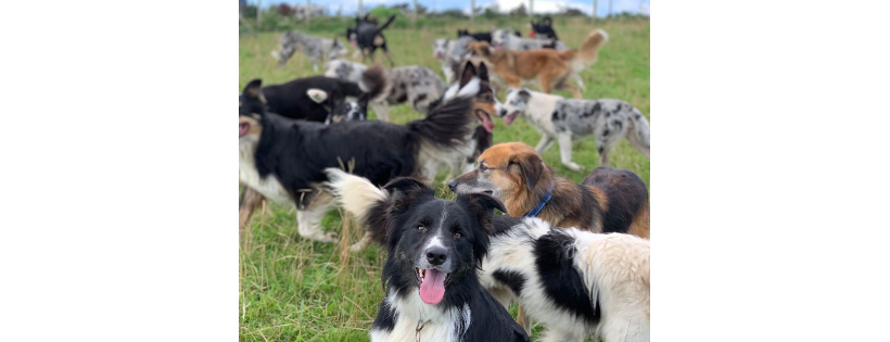 Diane Hart Collie Dog Rescue & Rehabiliation Centre