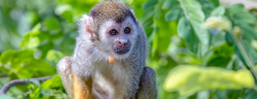 Arizona Center for Nature Conservation/ Phoenix Zoo