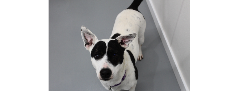 Humane Society of Cedar Creek Lake