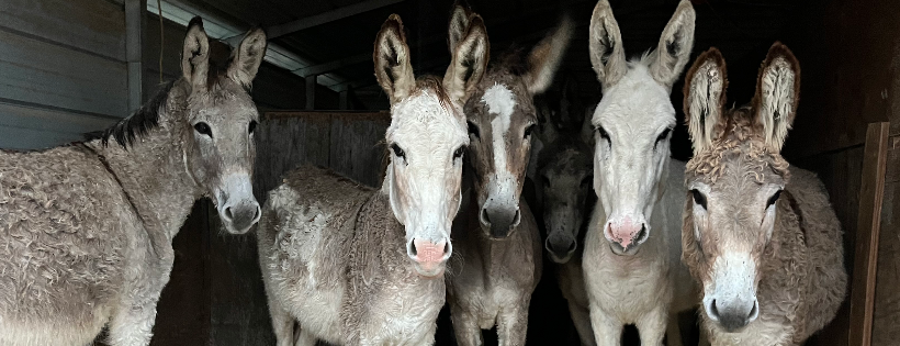 Double D Animal Rescue & Community Services