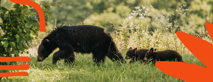 Revelstoke Bear Aware Society