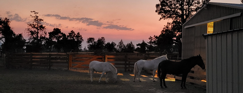 Safe Acres Animal Sanctuary