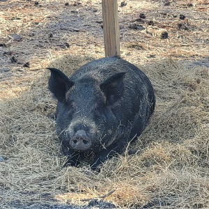 Wallow in the Woods Pig Sanctuary, Inc. Logo