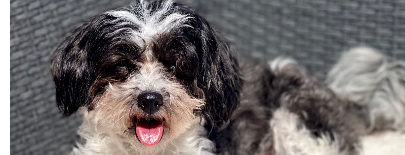 The Forgotten Dog Foundation