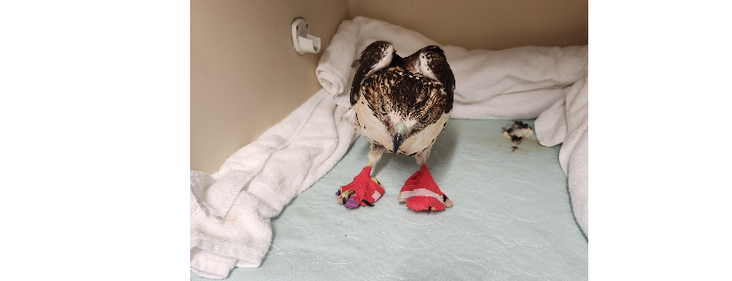 Pocono Wildlife Rehabilitation and Education Center