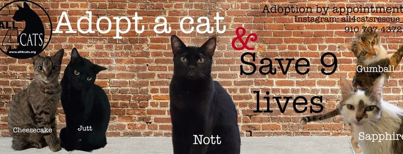 All 4 Cats