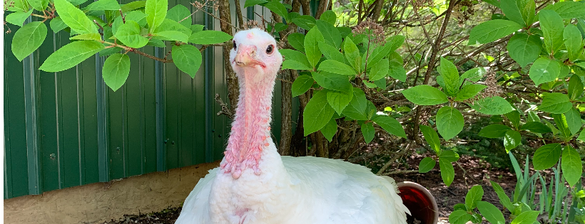Lily's Place Animal Sanctuary