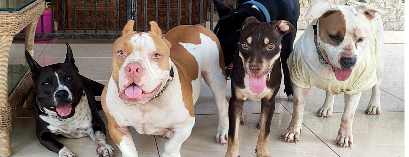 BaliBullyRescue