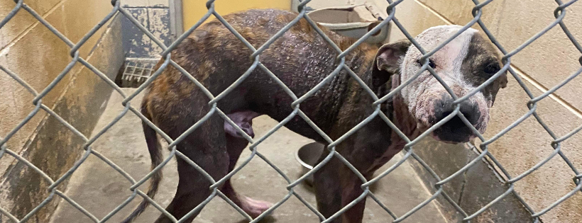 Waldo’s Rescue Pen