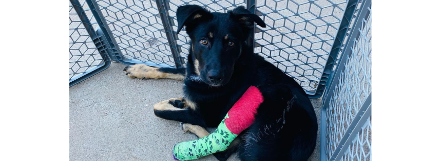 Save our Sheps rescue