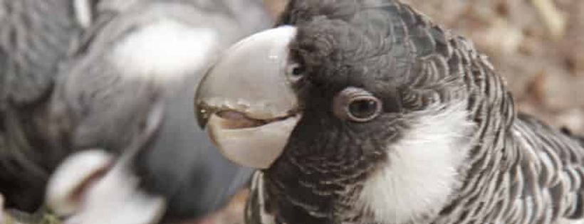 Native Animal Rescue