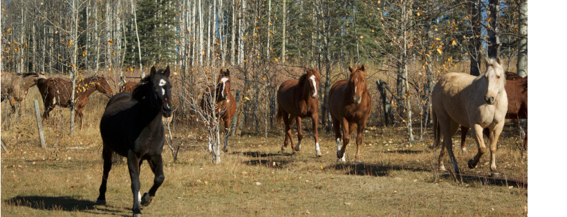 Bear Valley Horse Rescue