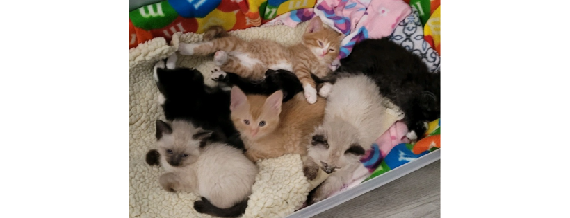 The Crazy Cat Crew