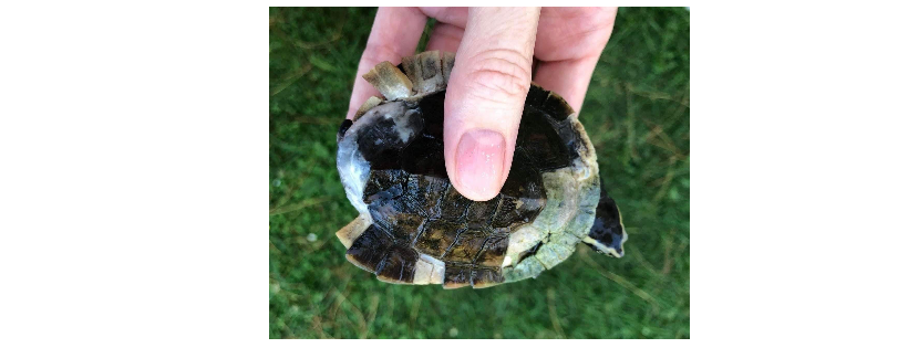 North Shore Turtle, Reptile & Amphibian Rescue Auckland