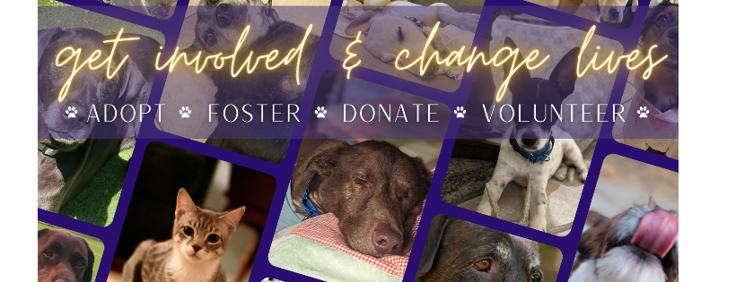 Allie's Haven Animal Rescue