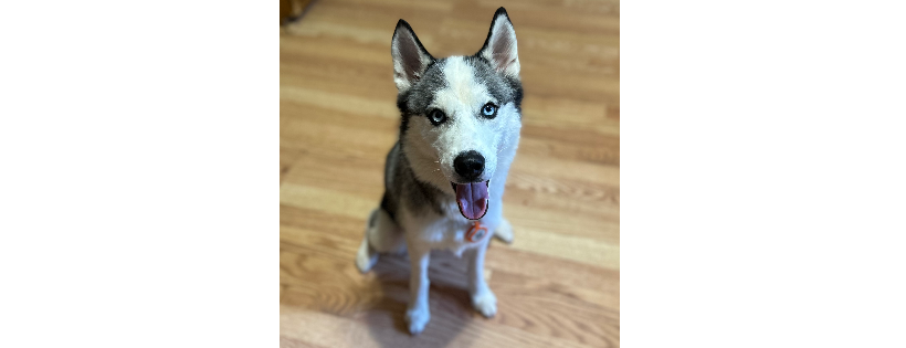 MUSH Siberian Husky Rescue