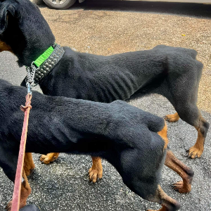 Abused rottweillers