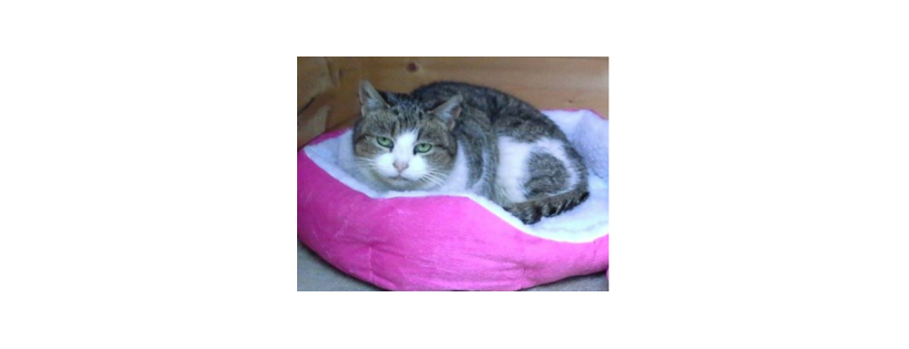 Small Pet & Cat Care Charity