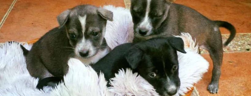 BARC (Bali Dog Adoption Rehabilitation Centre)