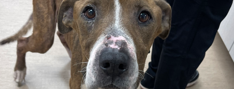 SEVADOG Rescue