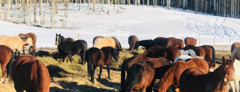 Bear Valley Horse Rescue